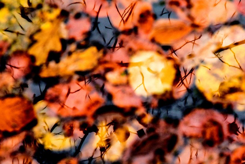 Herfstblaadjes by Marieke van der Doef