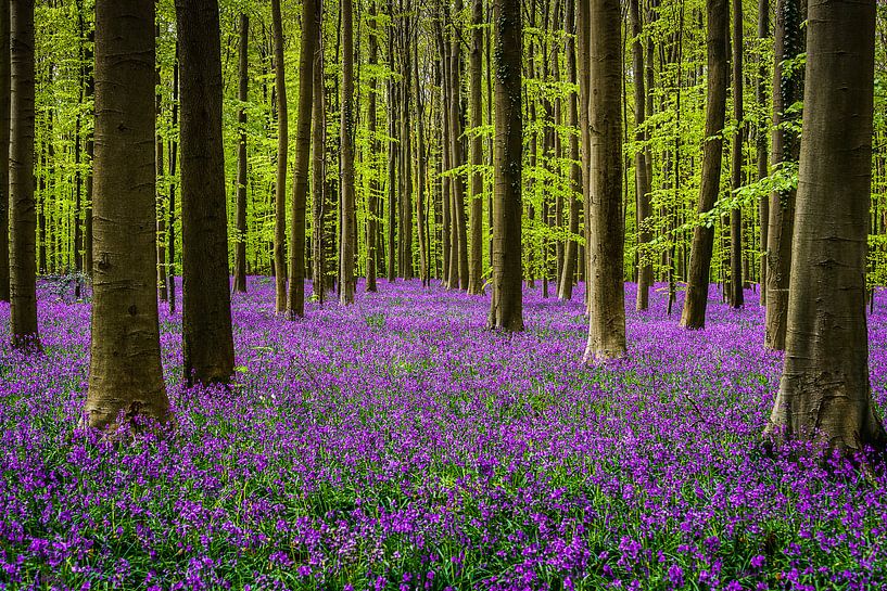 Hallerbos Ruhm von Guy Lambrechts Fotografie
