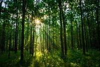 Neblige Morgensonne im Wald