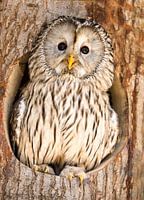 Oural à l'affût du nid.