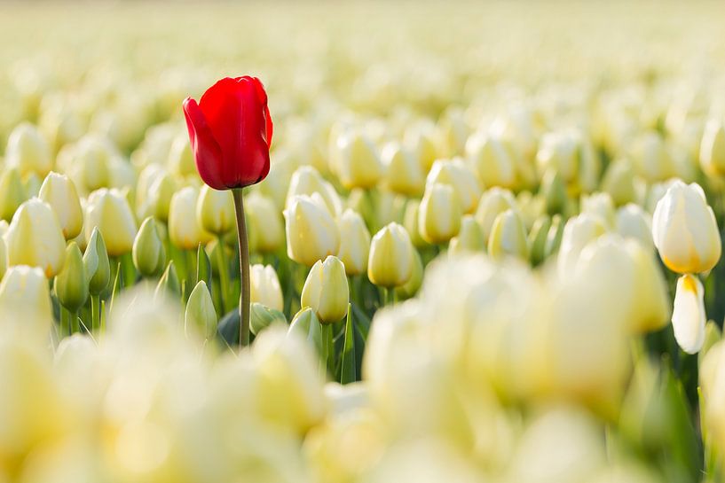 Eén rood by Sander Meertins