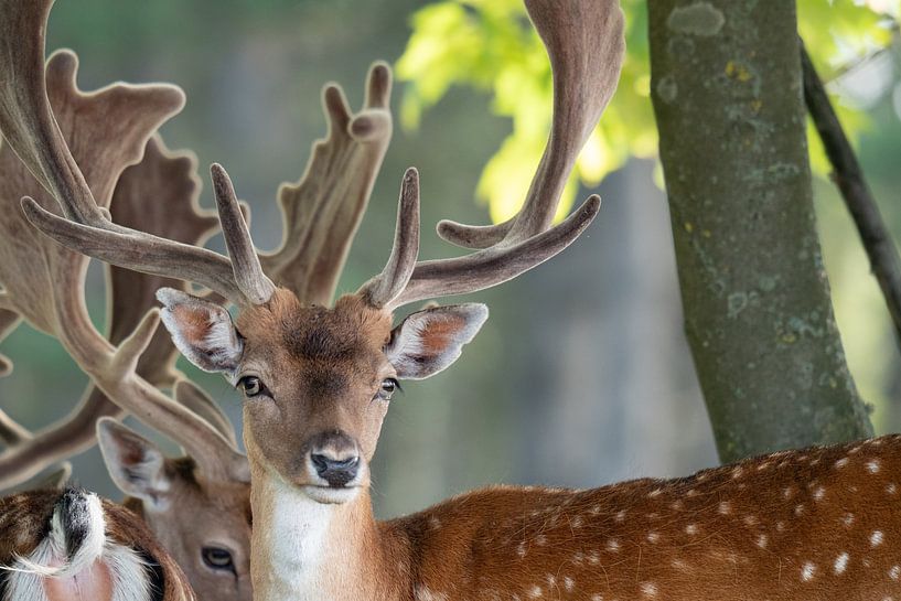 Ich beobachte von Louise Poortvliet