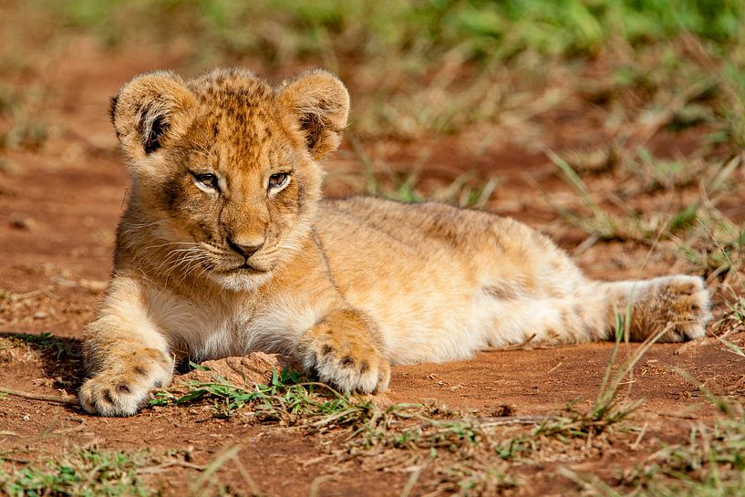 Young Lion by Peter Michel