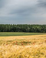 Champ de blé avec des coquelicots à Gelinden (B)