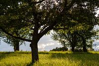 Baum in sonniger grüner Landschaft