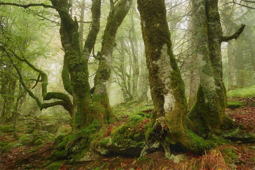 Lullaby Of Trees by Ellen Borggreve