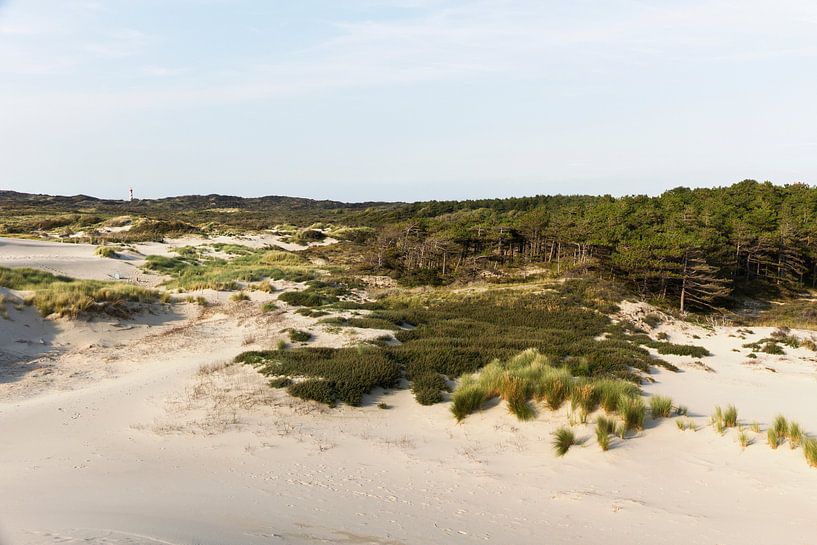 Kop van Schouwen von Nathan Marcusse