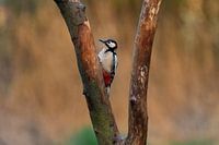 Spotted woodpecker on tree branch