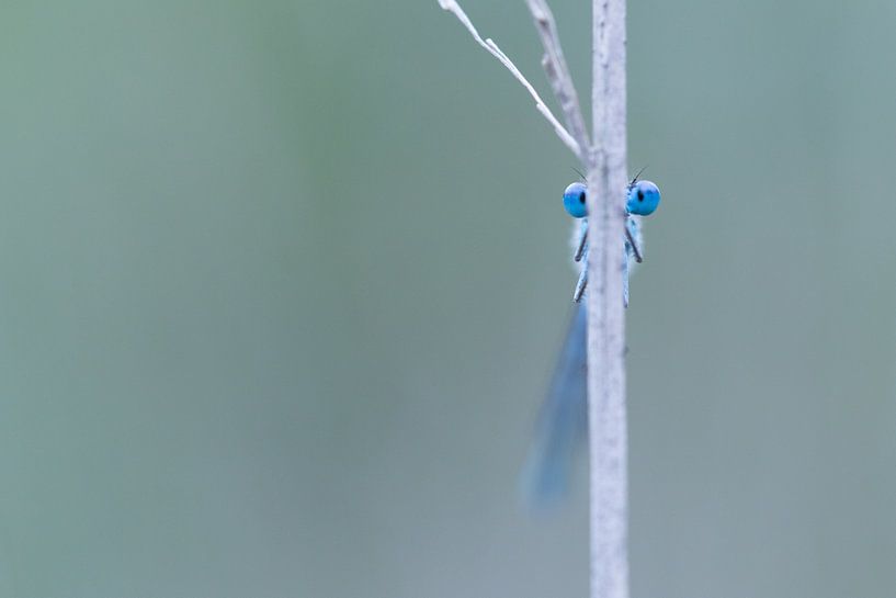 ik ben er niet! von Esther Ehren