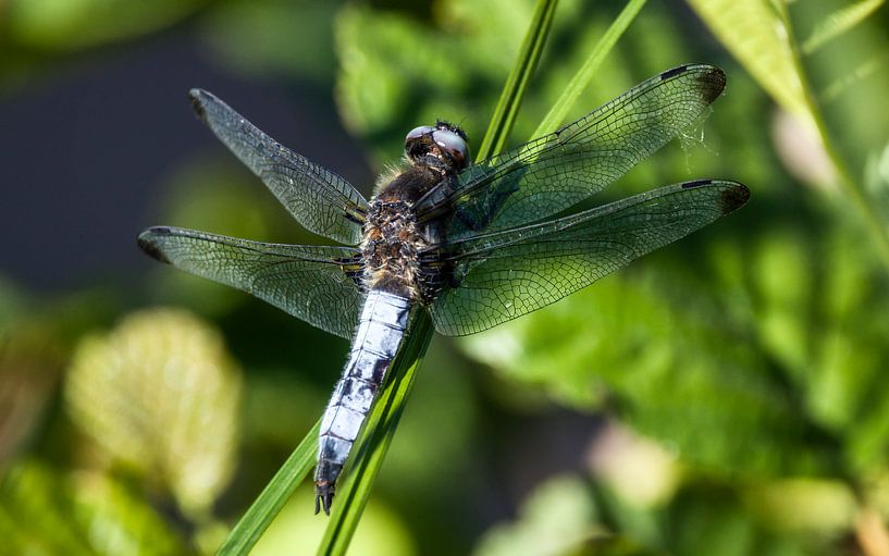 The blue dragonflies by Mart Houtman