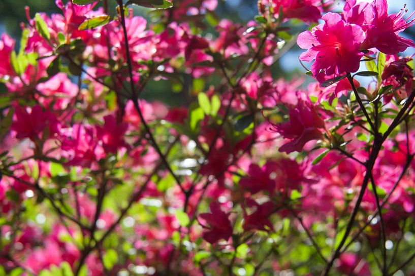 Rosa Blüte von StudioMaria.nl