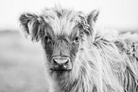 Schottischer Highlander auf dem Wattenmeer