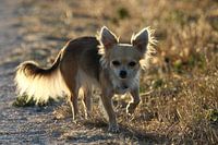 Chihuahua photographed with backlight