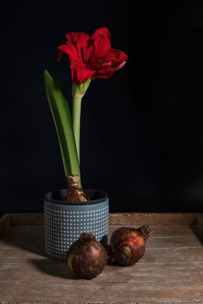 mit roten Amaryllis in einem Blumentopf mit zwei Zwiebeln im Vordergrund von ChrisWillemsen