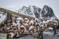 Stockfish in Lofoten