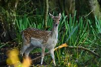Ree among the woods