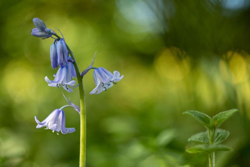 La jacinthe des bois sauvage par Arjan Ploeg
