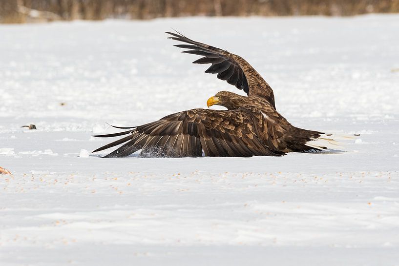 Mächtiger Adler auf der Jagd nach Nahrung von Erik Verbeeck