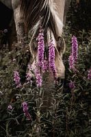 Cheval en fleurs pourpre caché dans le silence du champ