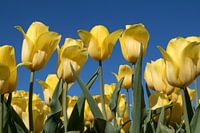 Yellow tulips on a blue sky