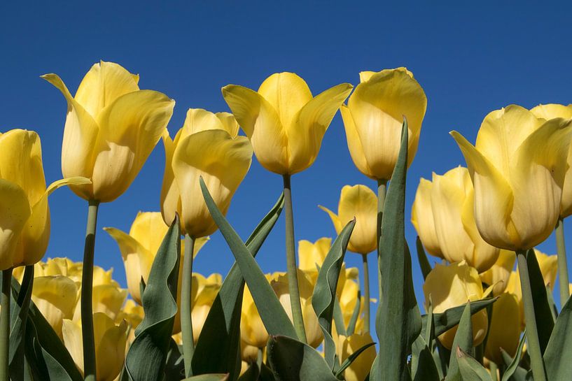 Yellow tulips on a blue sky by Maurice de vries