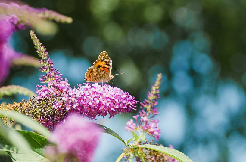 Thistle butterfly by Aimé de Clercq