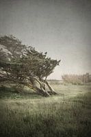 Vom Wind geformter Baum