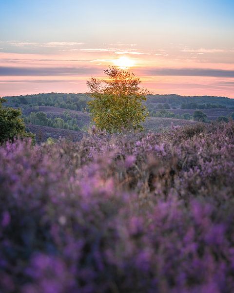 Sonnenaufgang. Veluwezoom National Park, Die Posbank. von Nicky Kapel