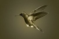 Colibri en vol en noir blanc avec teinte sépia
