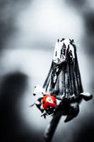 Black and white photo of a ladybird