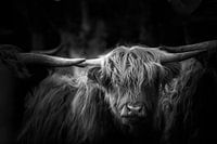 Scottish Highland Cattle