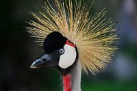 Gazing crane closeup