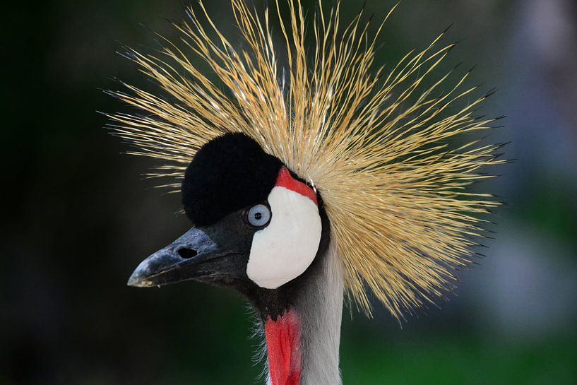 Gazing crane closeup by Quint Wijnhoven