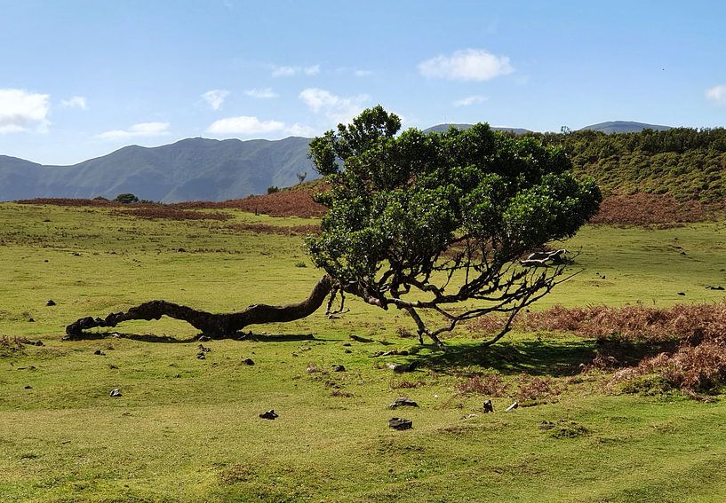 Madeira #9 von zam art