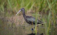 black ibis