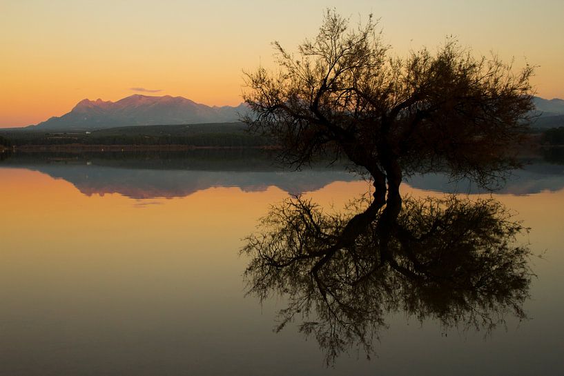 The Tree Reflection van Cornelis (Cees) Cornelissen