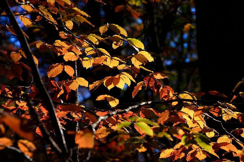 Hêtre par Thomas Jäger