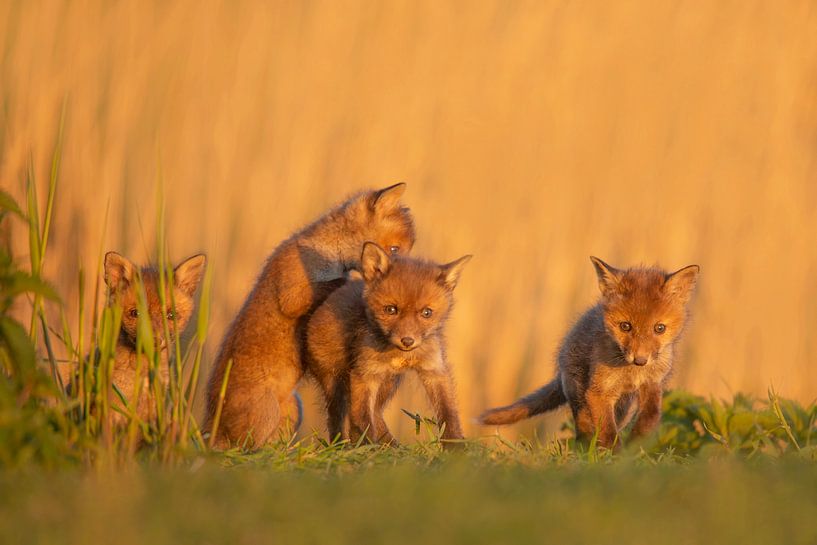 fox cub by Ina Hendriks-Schaafsma