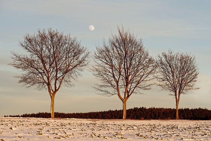 Abendlicht im Winter von Ralf Lehmann