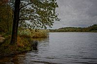 Herbstfarben des Schwarzwassers