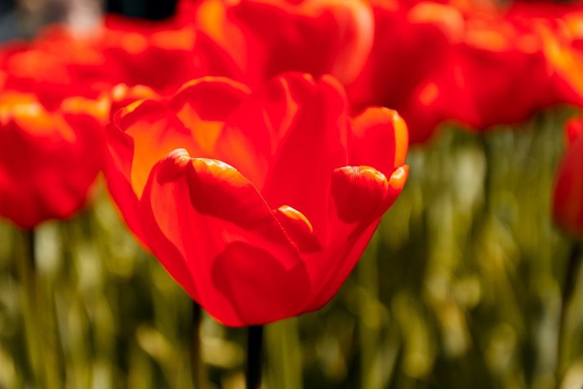 Stralende rode tulpen par Stedom Fotografie