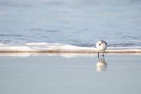 Sanderling | National Park Hollandse Duin | Holländischer Strand