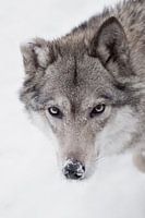 Ruhiger, zuversichtlicher Blick eines Wolfes,