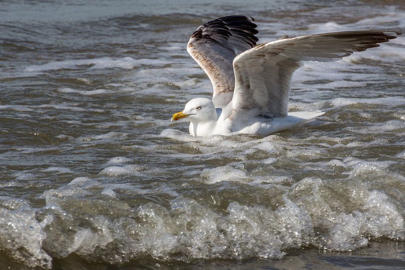 Navigation en mer du Nord par didier de borle