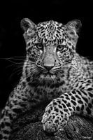 Portrait de léopard