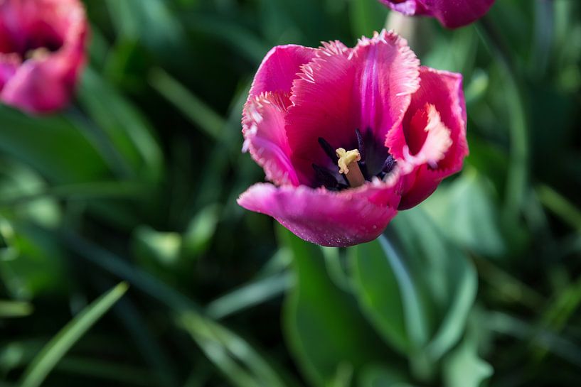 Pink beauty tulp von Chris Snoek