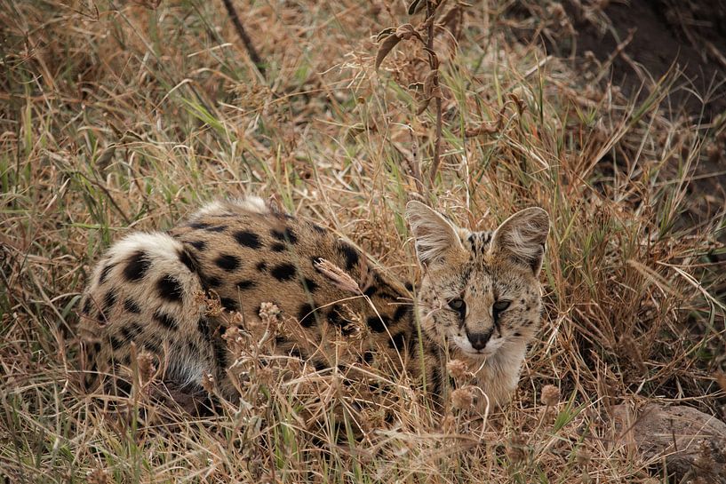 Serval von Niels pothof