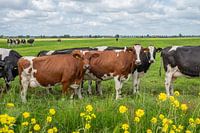 curious red and white cows with yellow roadside flowers