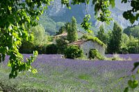 Lavender fields in France, near Saou