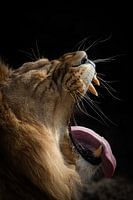 Gaffender Löwe